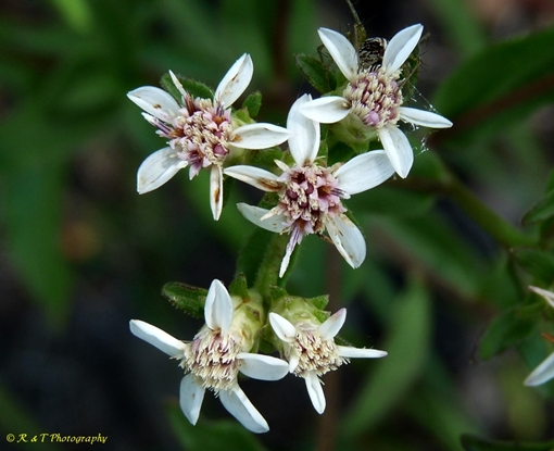 {Sericocarpus asteroides}